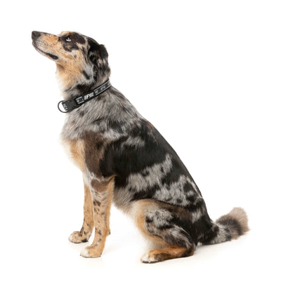 FY Active Hundhalsband - Svart