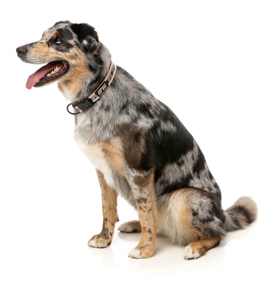 FY Active Hundhalsband- Peach