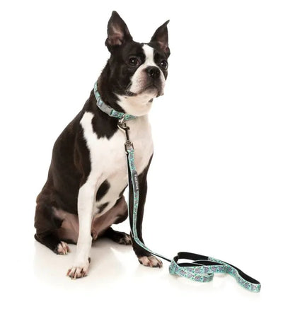 Dreamtime Koala - Hundhalsband