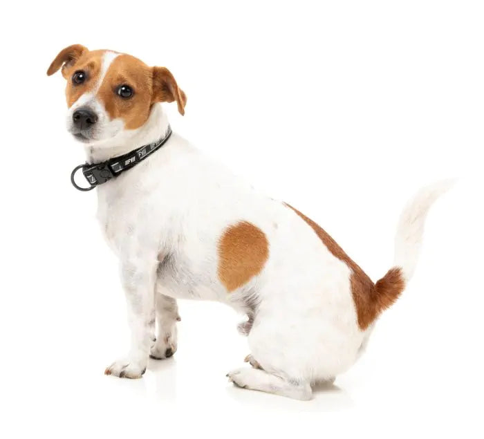 FY Active Hundhalsband - Svart