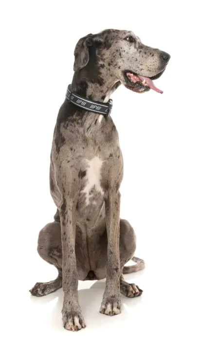 FY Active Hundhalsband - Svart