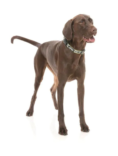 FY Active Hundhalsband - Khaki