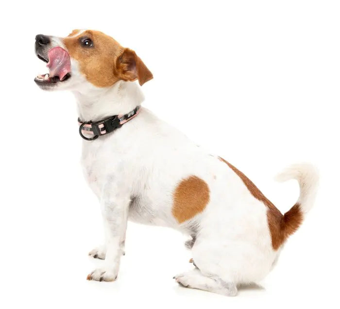FY Active Hundhalsband- Peach